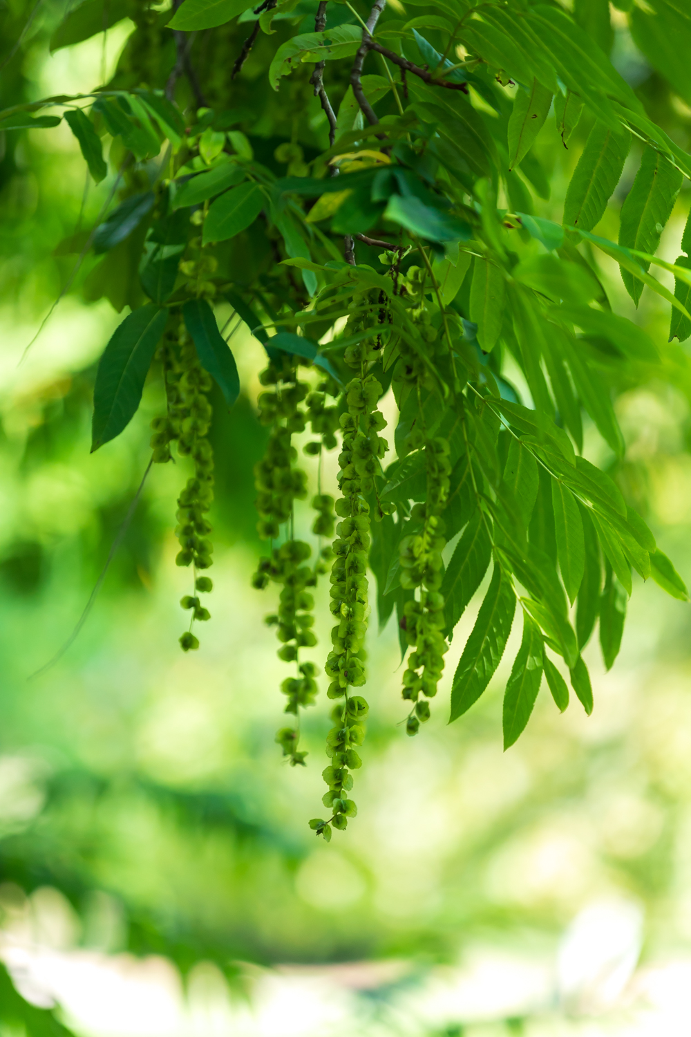 Photo: Die hübschen Früchte der Pterocarya fraxinifolia