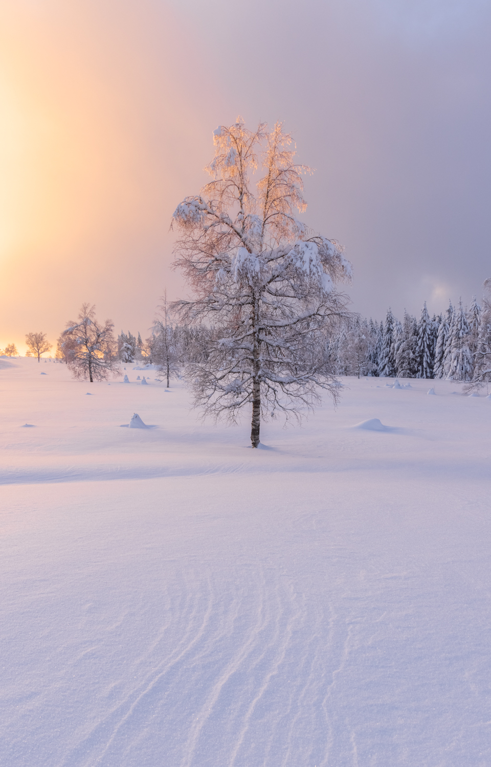 Photo: Die Sonne streift die Wipfel