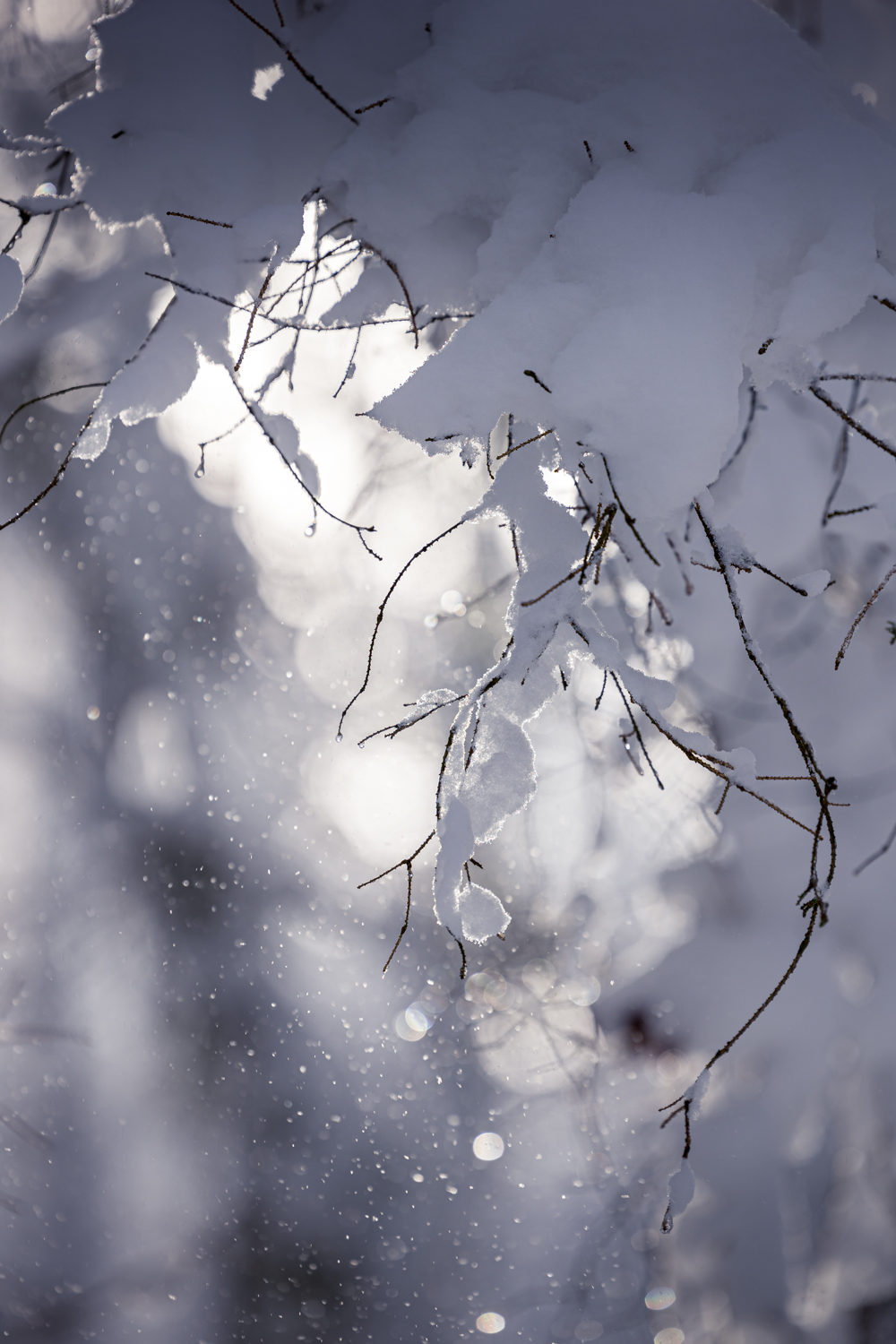 Photo: Schneerieseln