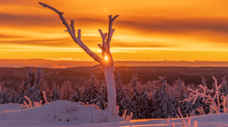 Schwarzwald Bäume im Schnee im Sonnenaufgang