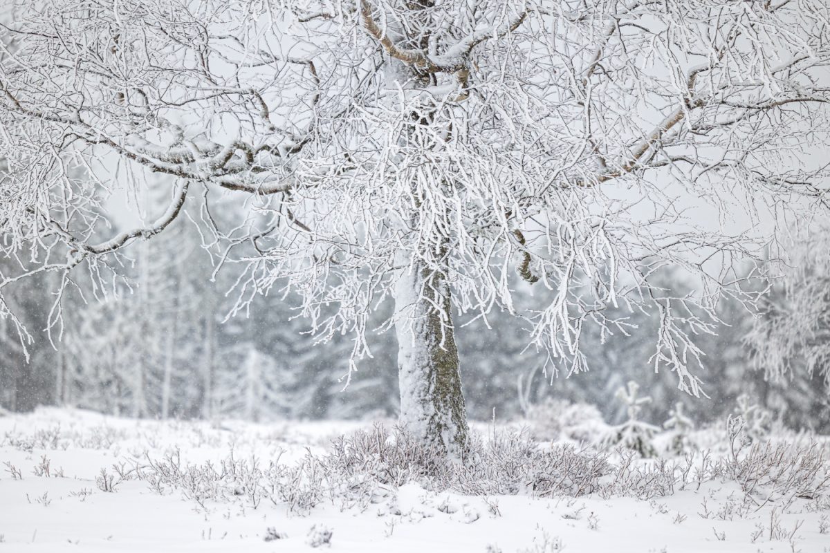 Photo: Winterstimmung