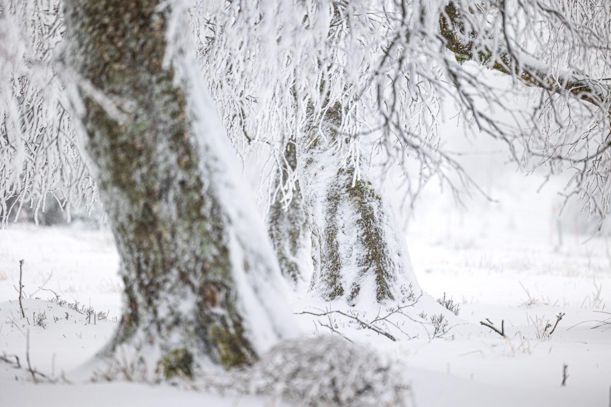 Photo: Winterstimmung