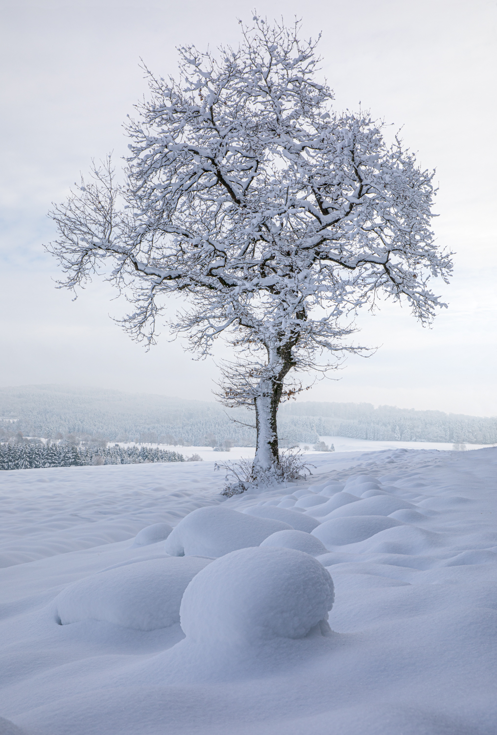 Photo: Was f&uuml;r ein sch&ouml;ner Baum!