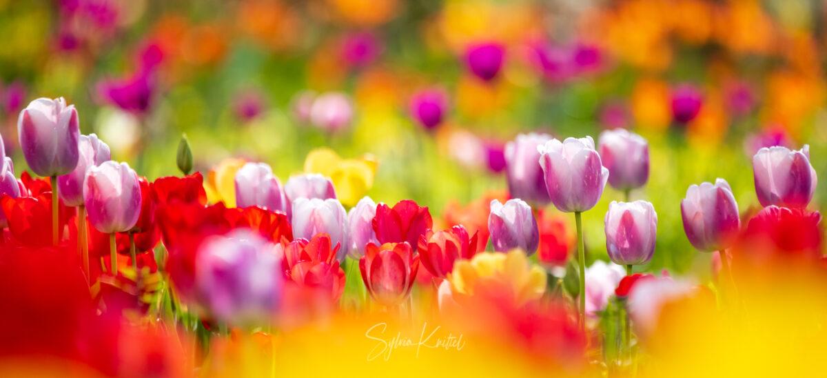 Photo: Der Hermannshof - das Gartenparadies