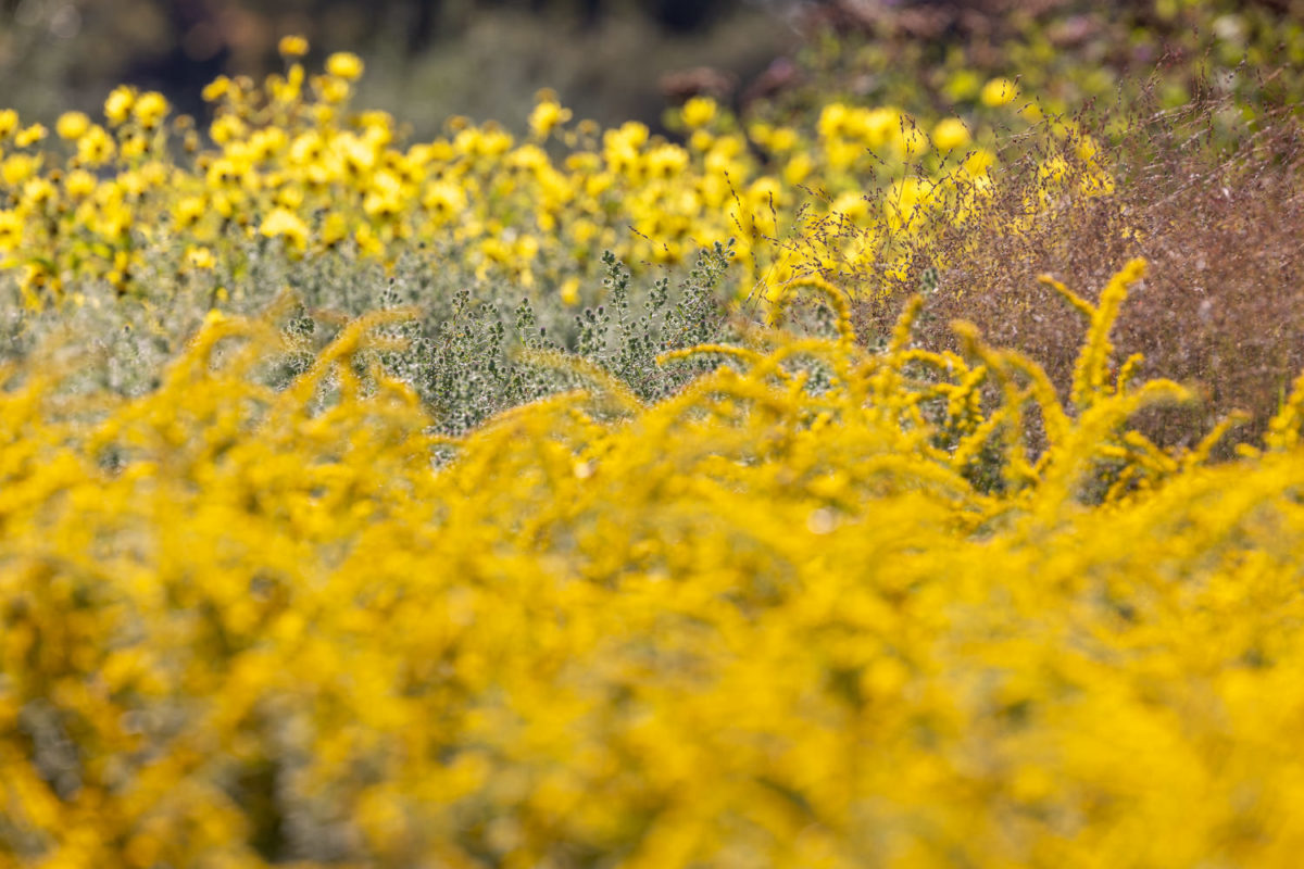 Photo: Bundesgartenschau in Erfurt 2021 - 8000 qm von Petra Pelz