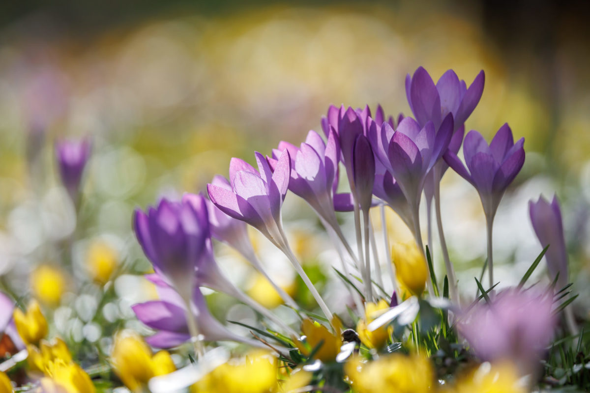 Photo: Der Hermannshof - das Gartenparadies