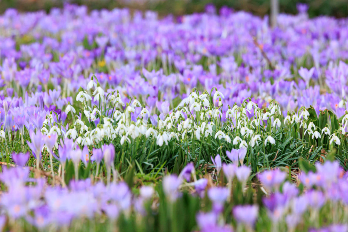 Photo: Der Hermannshof - das Gartenparadies