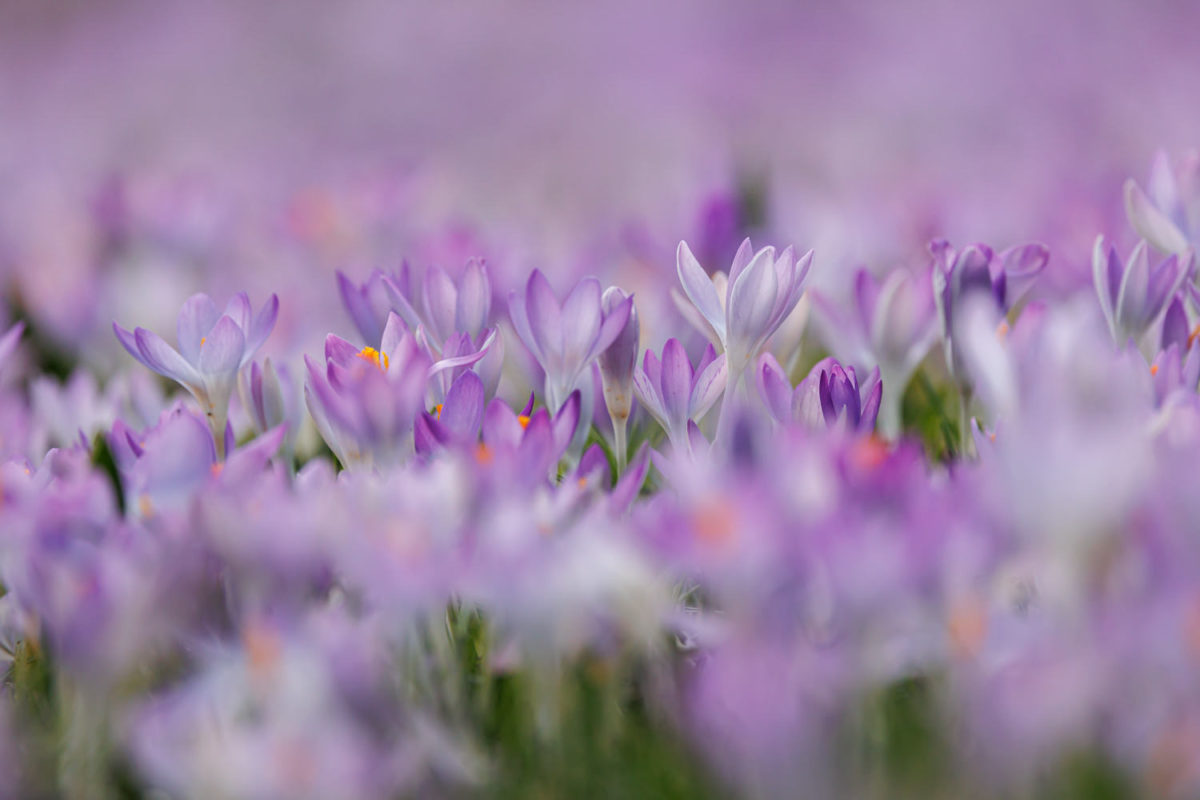 Photo: Der Hermannshof - das Gartenparadies