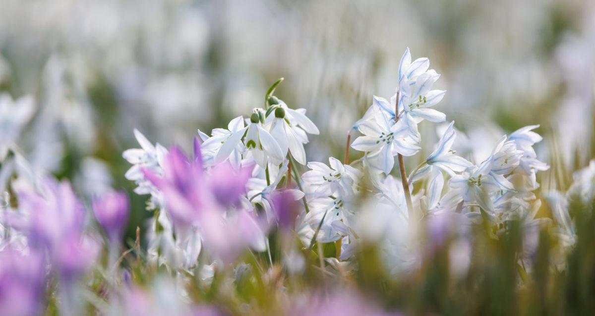 Photo: Der Hermannshof - das Gartenparadies