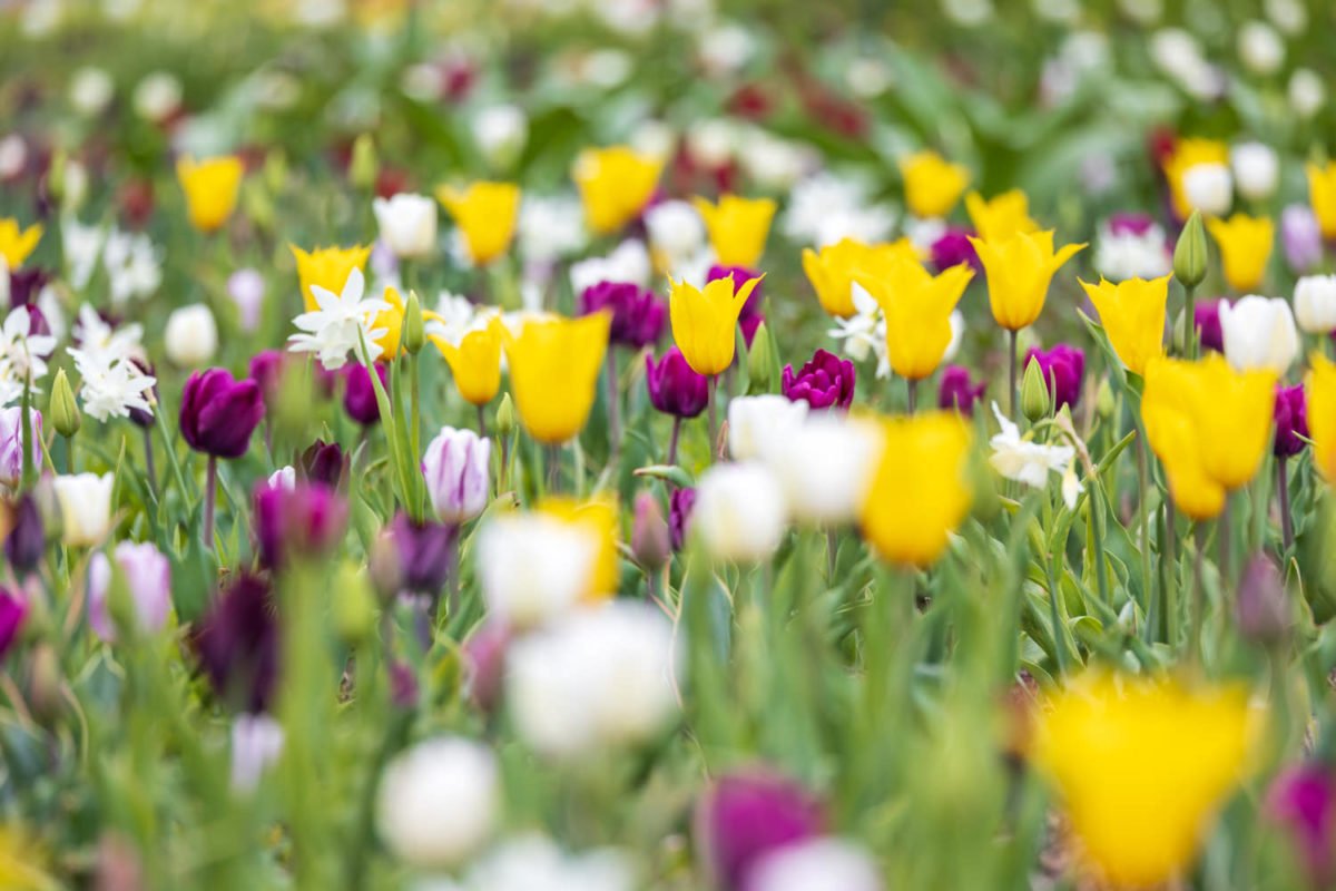 Photo: Bundesgartenschau in Erfurt 2021 - 8000 qm von Petra Pelz