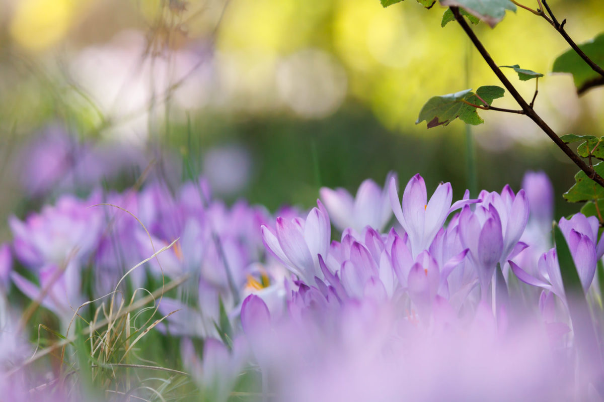 Photo: Der Hermannshof - das Gartenparadies