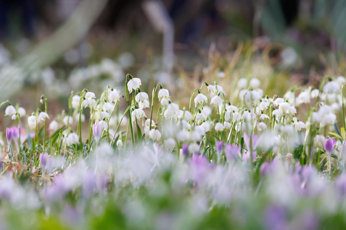 Photo: Der Hermannshof - das Gartenparadies