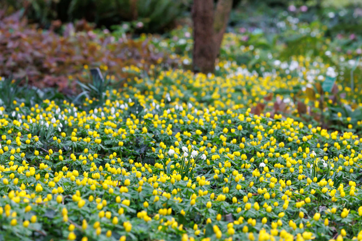 Photo: Der Hermannshof - das Gartenparadies