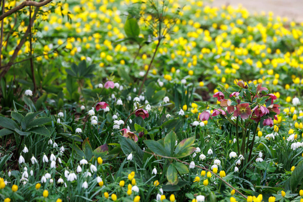 Photo: Der Hermannshof - das Gartenparadies