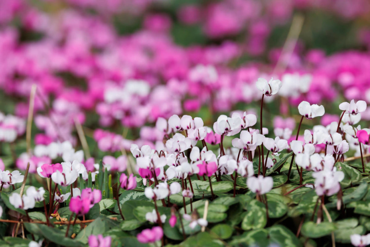 Photo: Der Hermannshof - das Gartenparadies