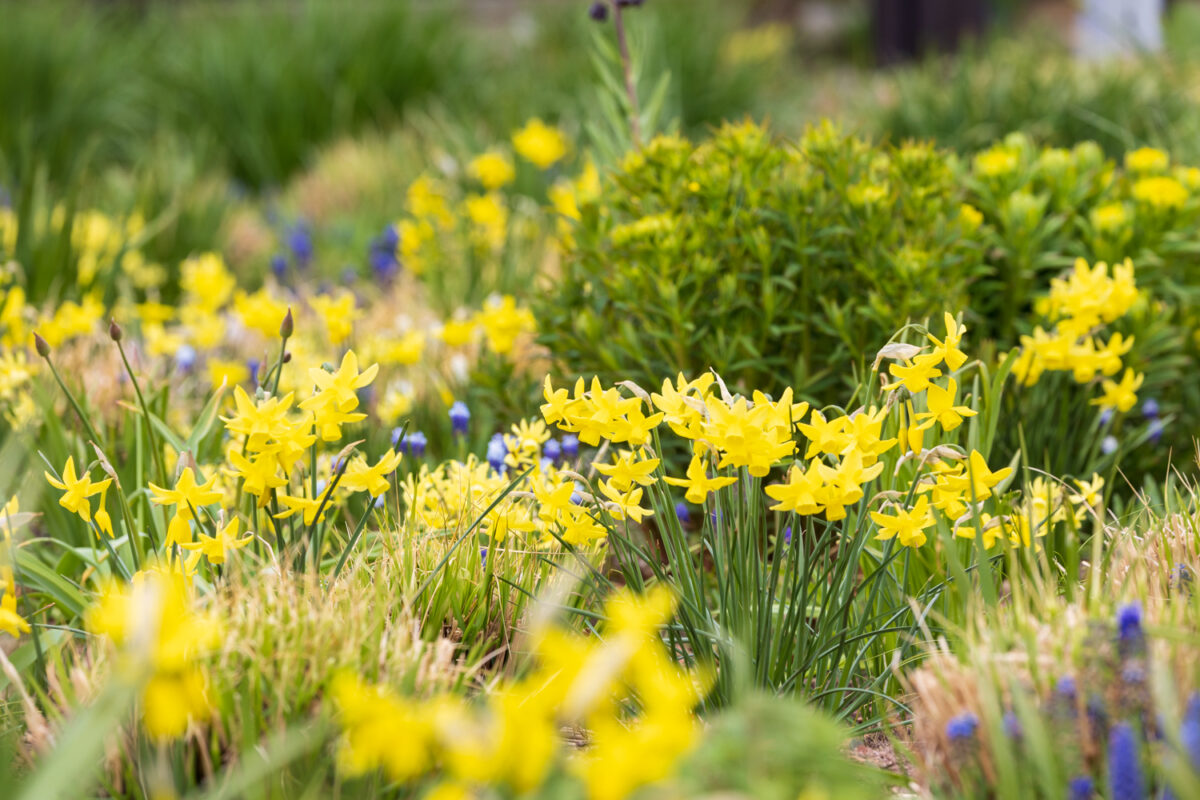 Photo: Bundesgartenschau in Erfurt 2021 - 8000 qm von Petra Pelz