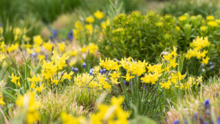 Photo: Dunvegan: Ein Garten auf der Isle of Skye
