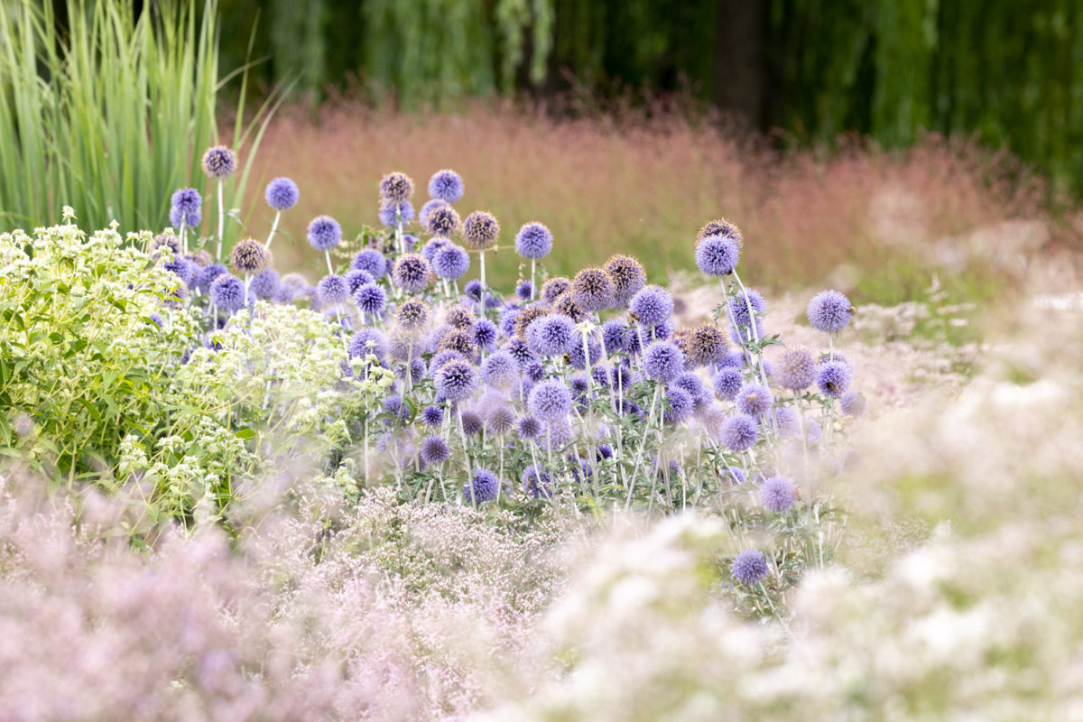 Photo: Bundesgartenschau in Erfurt 2021 - 8000 qm von Petra Pelz