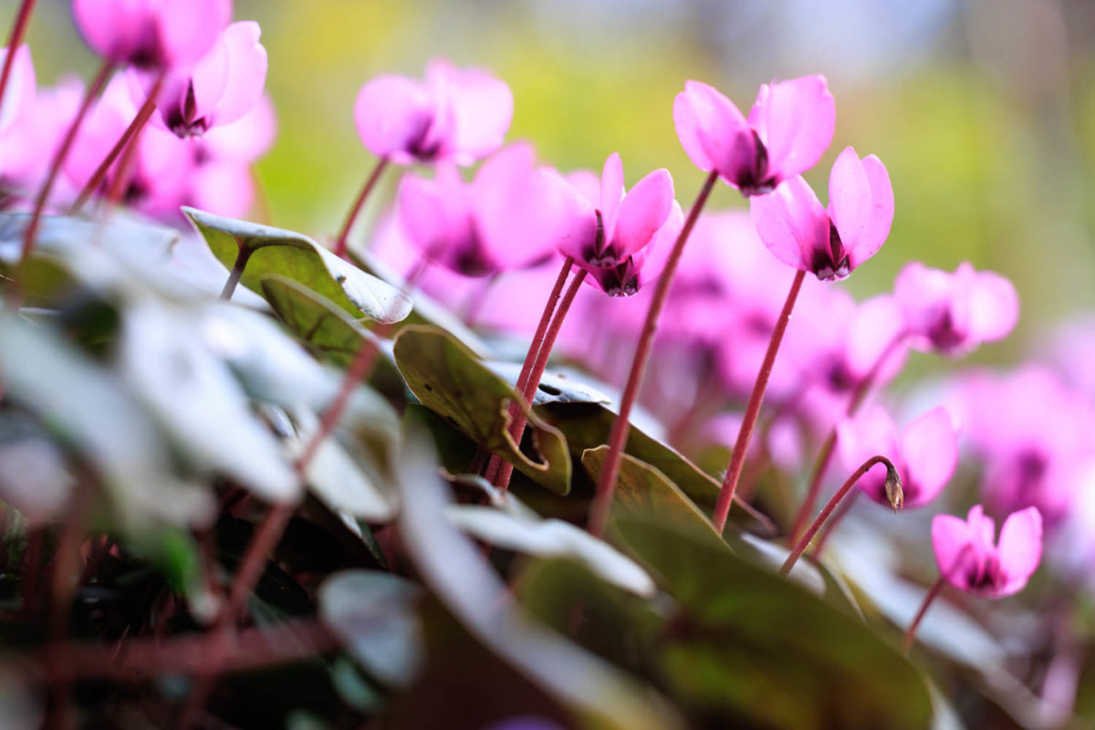 Photo: Der Hermannshof - das Gartenparadies