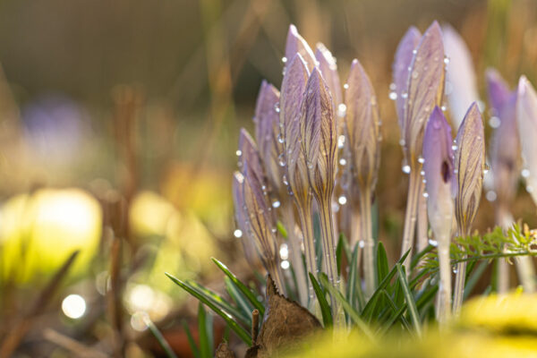 Photo: Die ersten Blüten des Frühlings