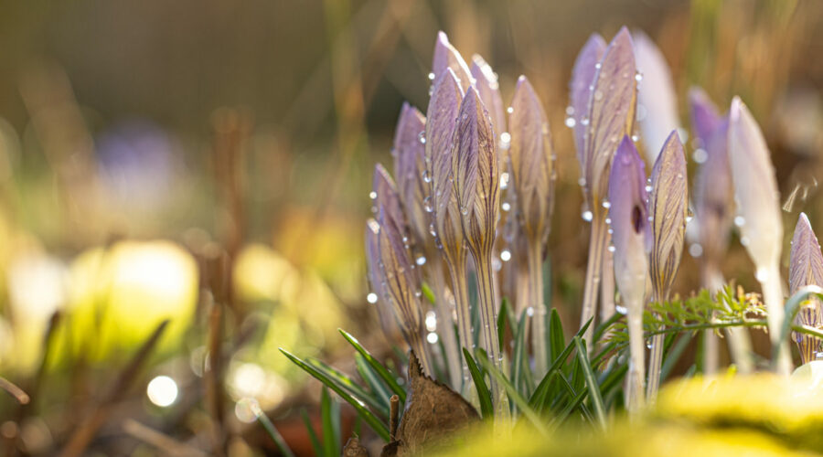 Photo: Die ersten Blüten des Frühlings