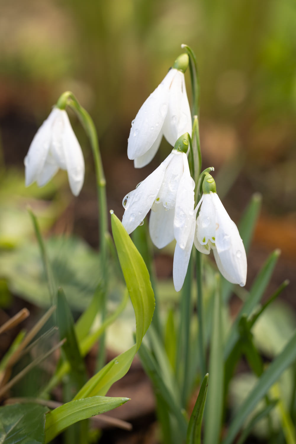 Photo: Galanthus poculiformis