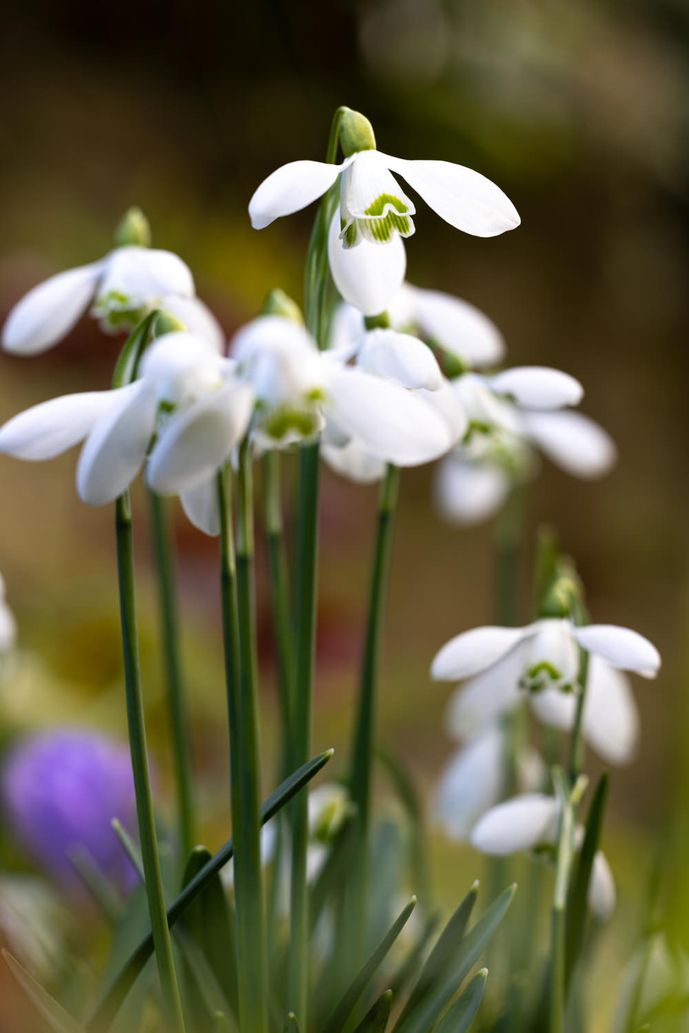 Galanthus "Straffan"