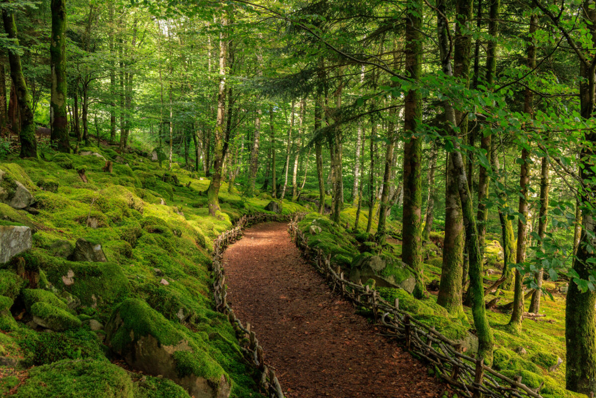 Photo: Berchigranges - ein Garten in den Vogesen