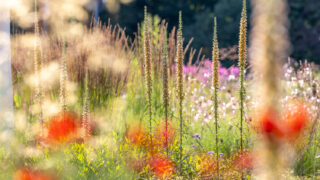 Photo: Workshop Gartenfotografie mit Sylvia Knittel am Samstag, 10. August von 13:30 bis ca. 21:00 Uhr im Arboretum Park Härle