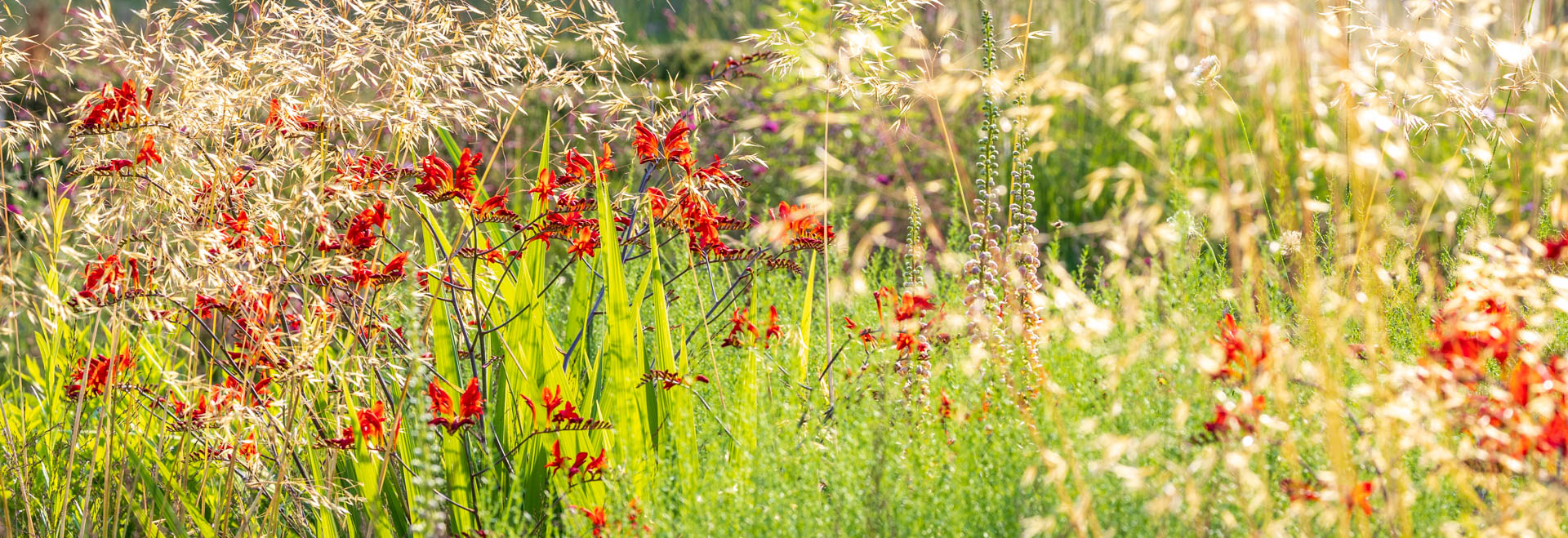 Gartenfotografie lernen mit einem Kurs von Sylvia Knittel