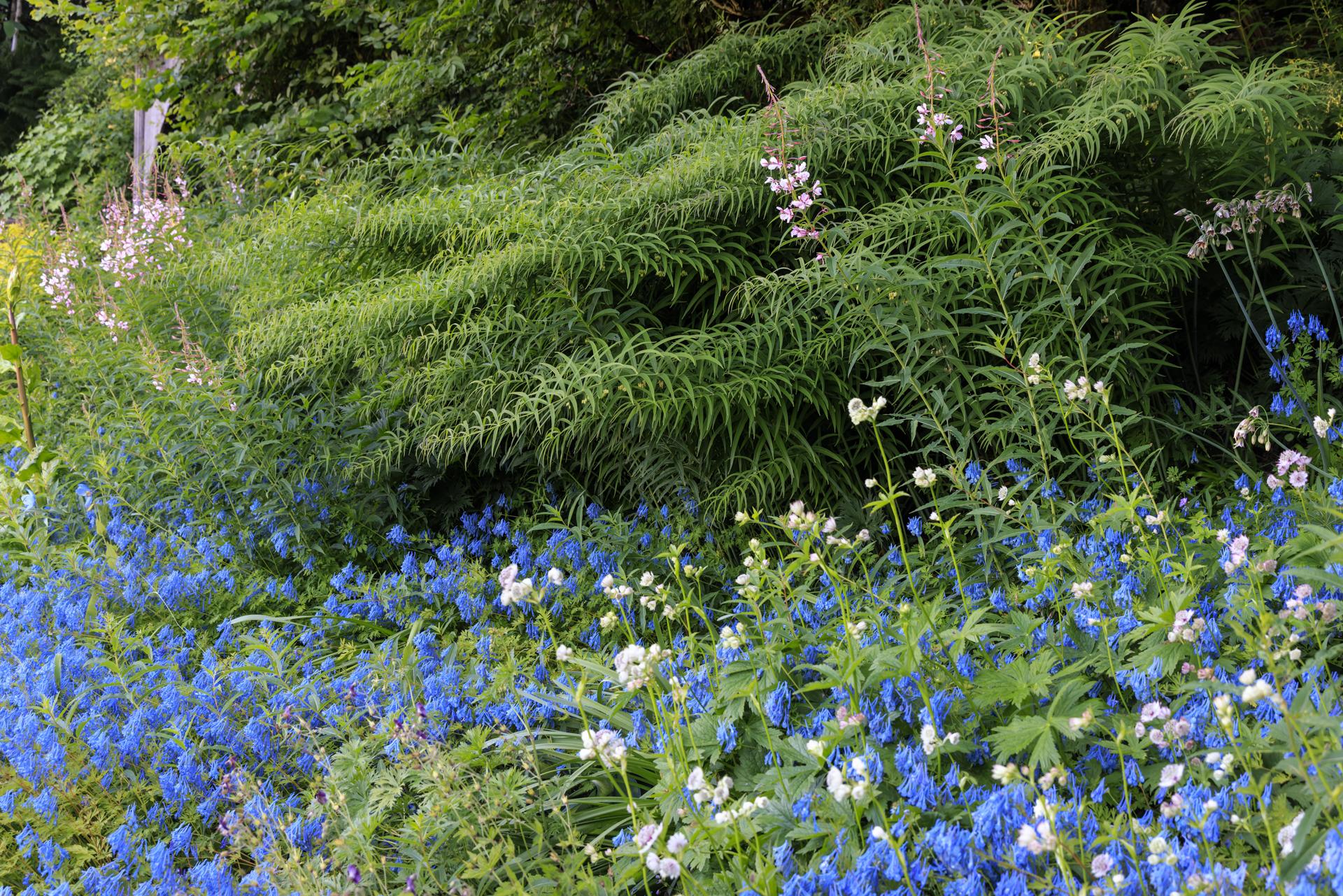 Photo: Gartenfotografie