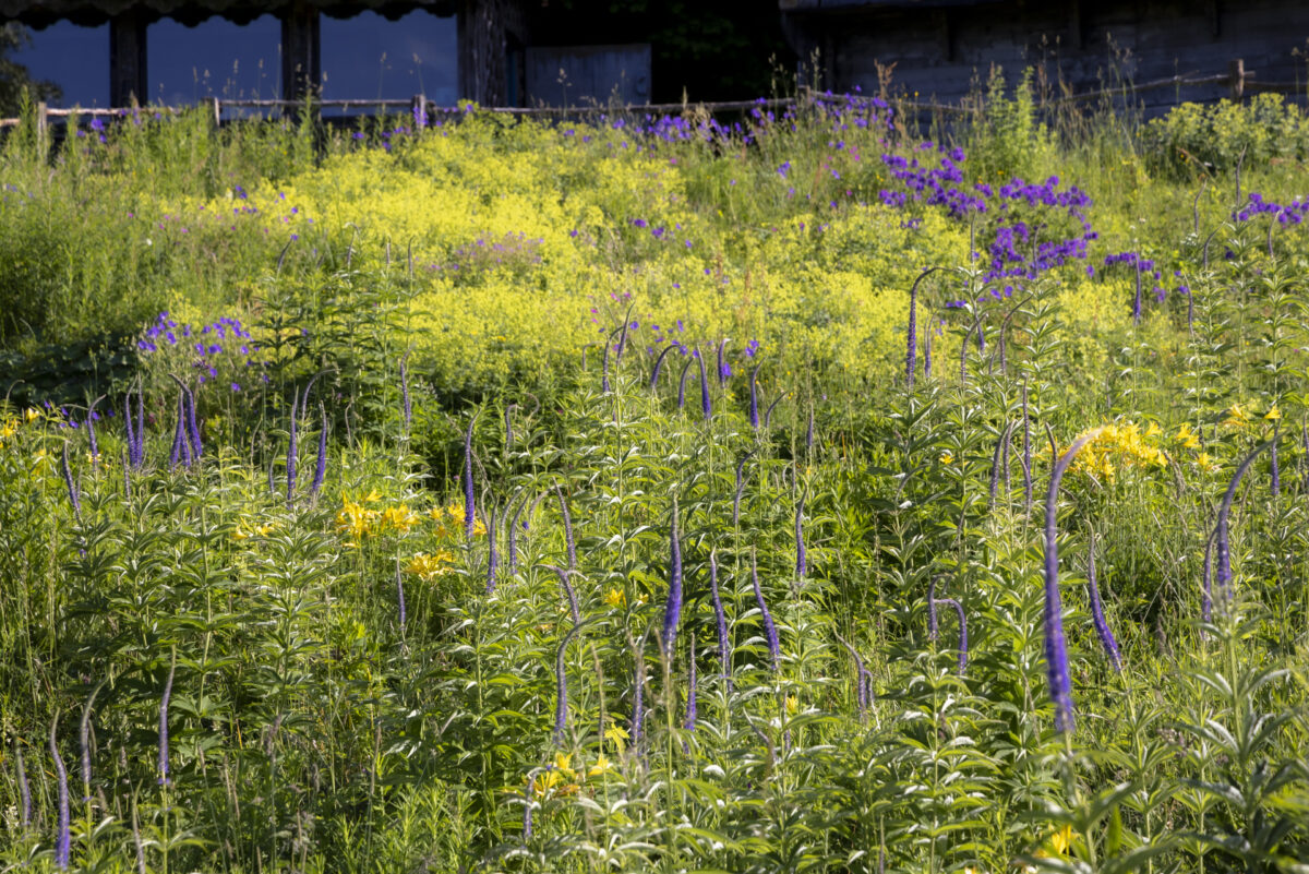 Photo: Berchigranges - ein Garten in den Vogesen