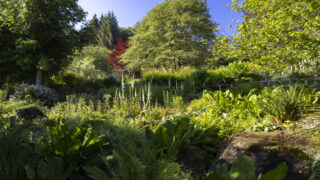 Photo: Winterfarben im Garten