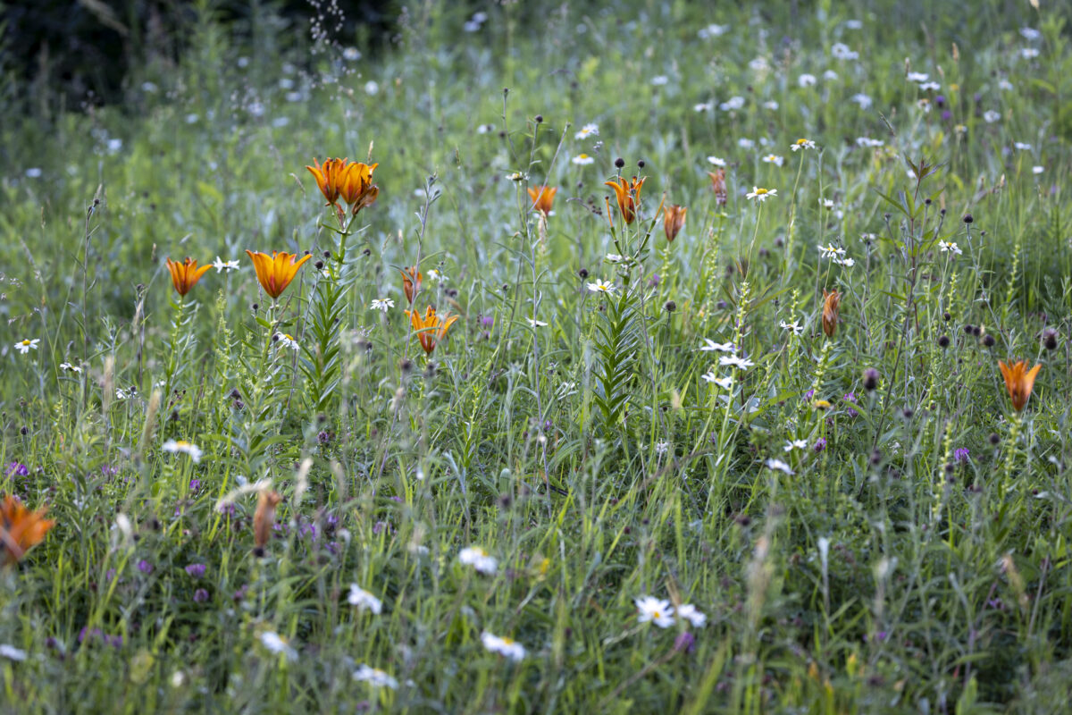 Photo: Berchigranges - ein Garten in den Vogesen