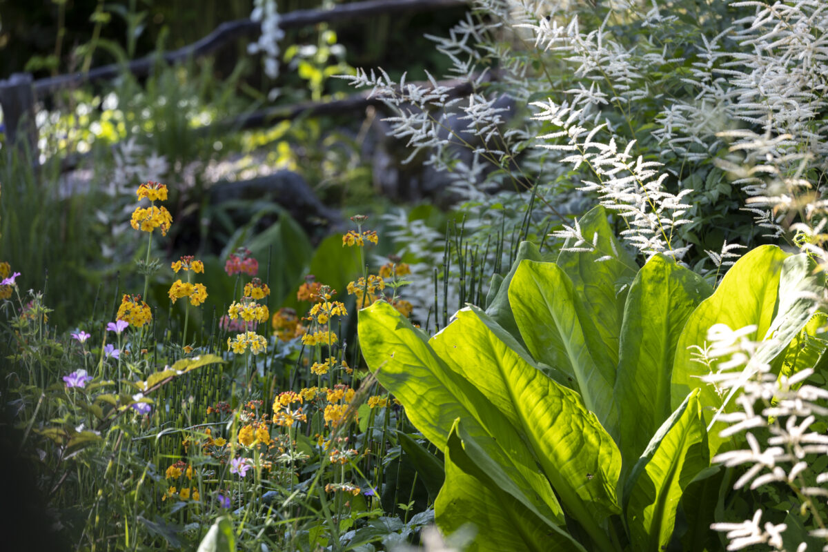 Photo: Berchigranges - ein Garten in den Vogesen