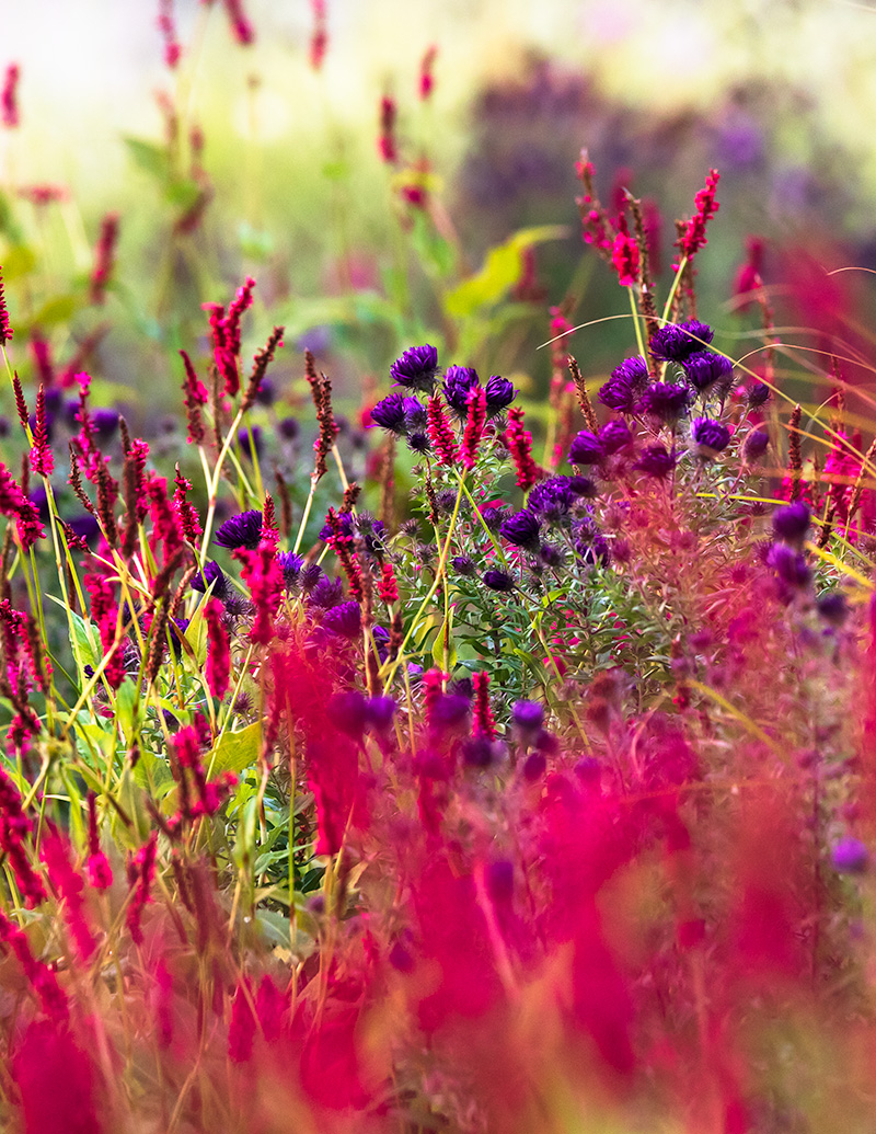 Den Garten richtig fotografieren
