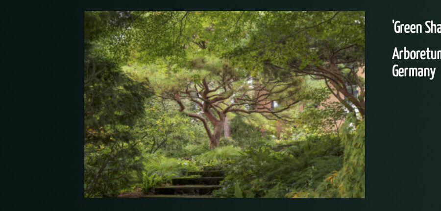 Photo: European Garden Photography Award 2022