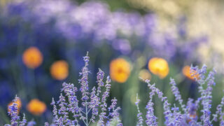 Photo: Intensivkurs Gartenfotografie mit Sylvia Knittel im ega-Park in Erfurt