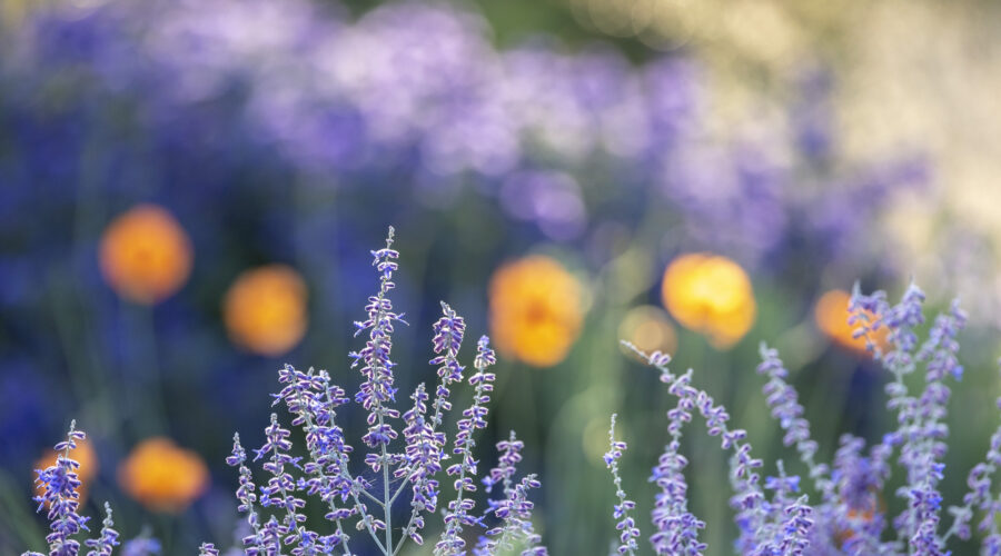 Aktuelle Termine der Gartenfotografie-Kurse