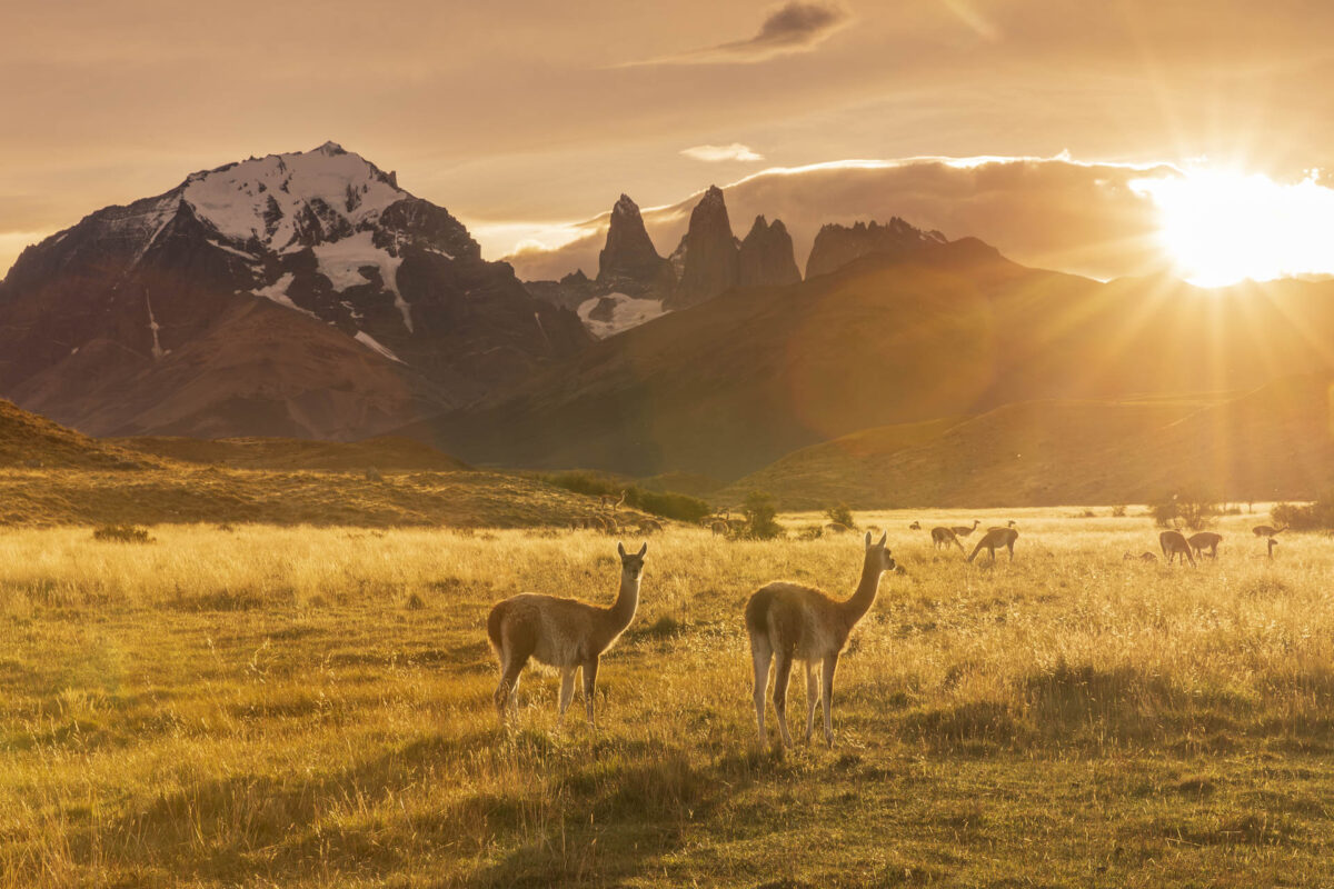 Bild: Puma, Condor und Guanaco - Tiere in Patagonien Photo: Puma, Condor und Guanaco - Tiere in Patagonien