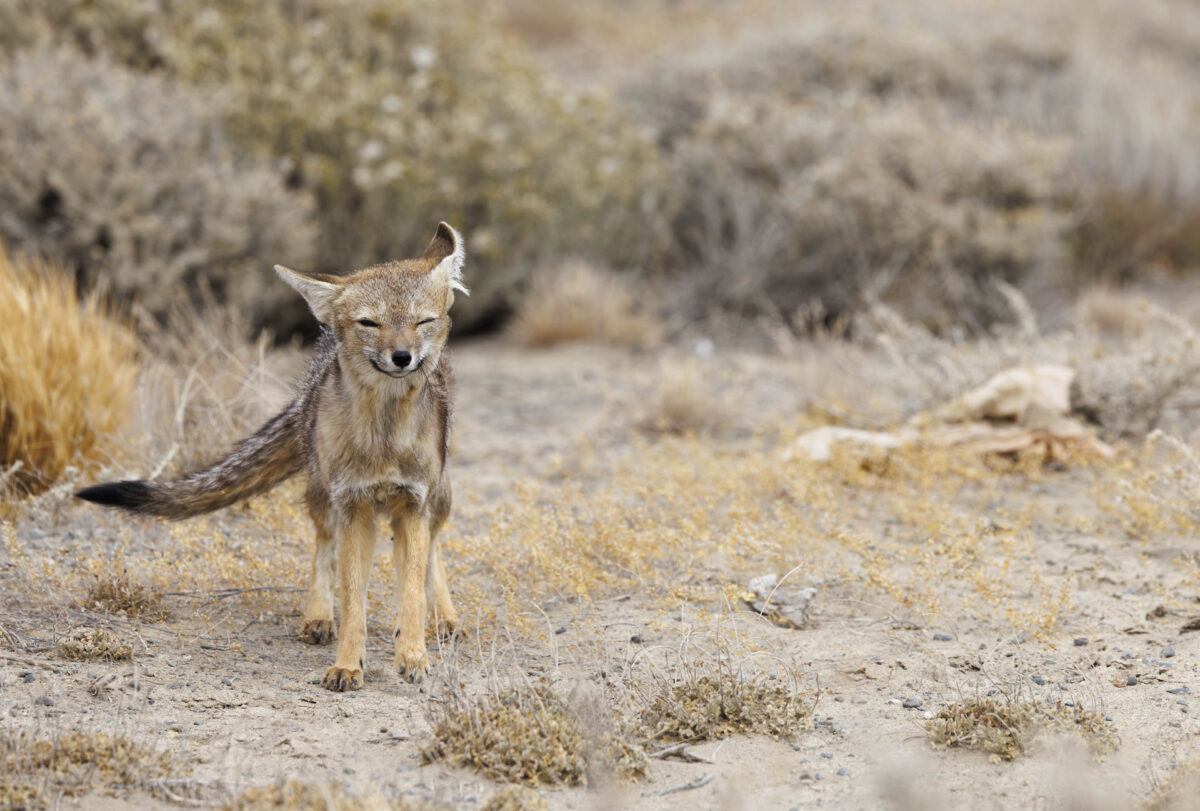 Bild: Puma, Condor und Guanaco - Tiere in Patagonien Photo: Puma, Condor und Guanaco - Tiere in Patagonien