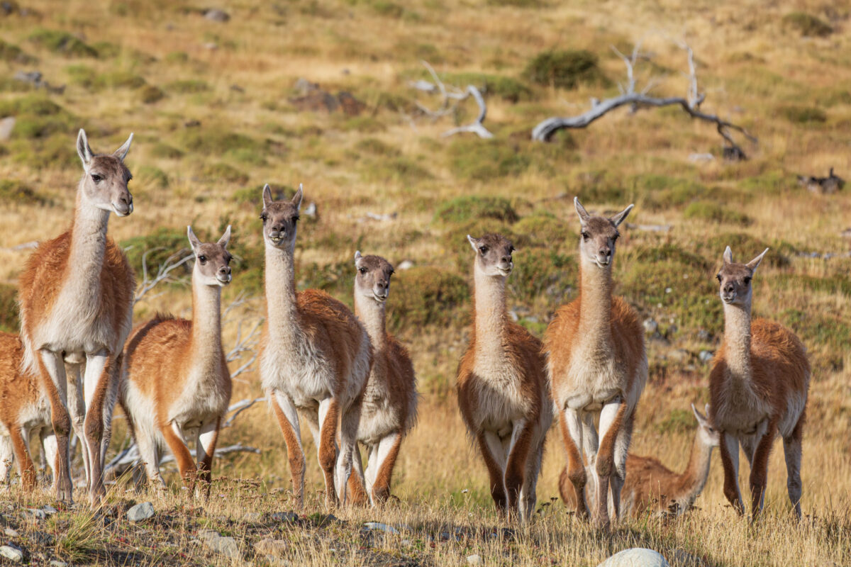 Bild: Puma, Condor und Guanaco - Tiere in Patagonien Photo: Puma, Condor und Guanaco - Tiere in Patagonien