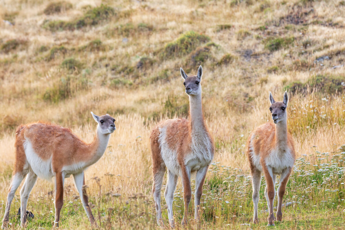 Bild: Puma, Condor und Guanaco - Tiere in Patagonien Photo: Puma, Condor und Guanaco - Tiere in Patagonien