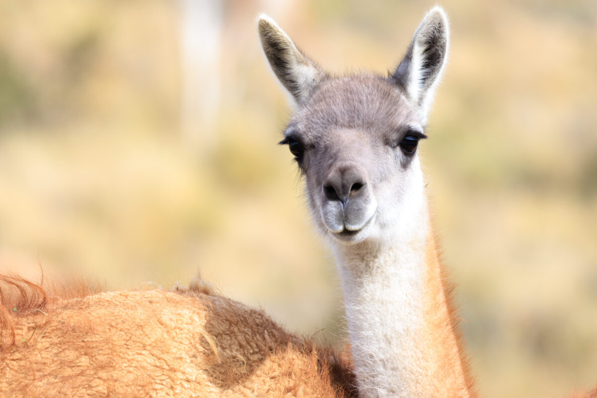 Bild: Puma, Condor und Guanaco - Tiere in Patagonien Photo: Puma, Condor und Guanaco - Tiere in Patagonien
