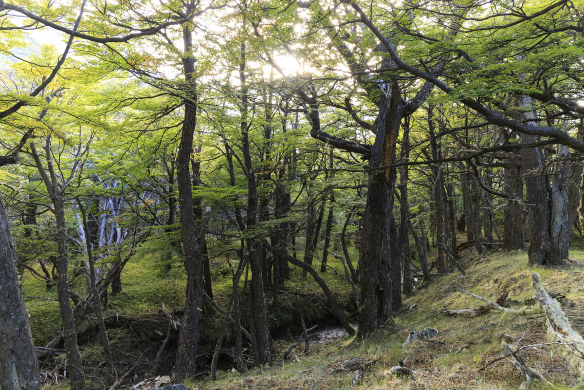 Bild: Patagonien 2023 - Argentinien Photo: Patagonien 2023 - Argentinien