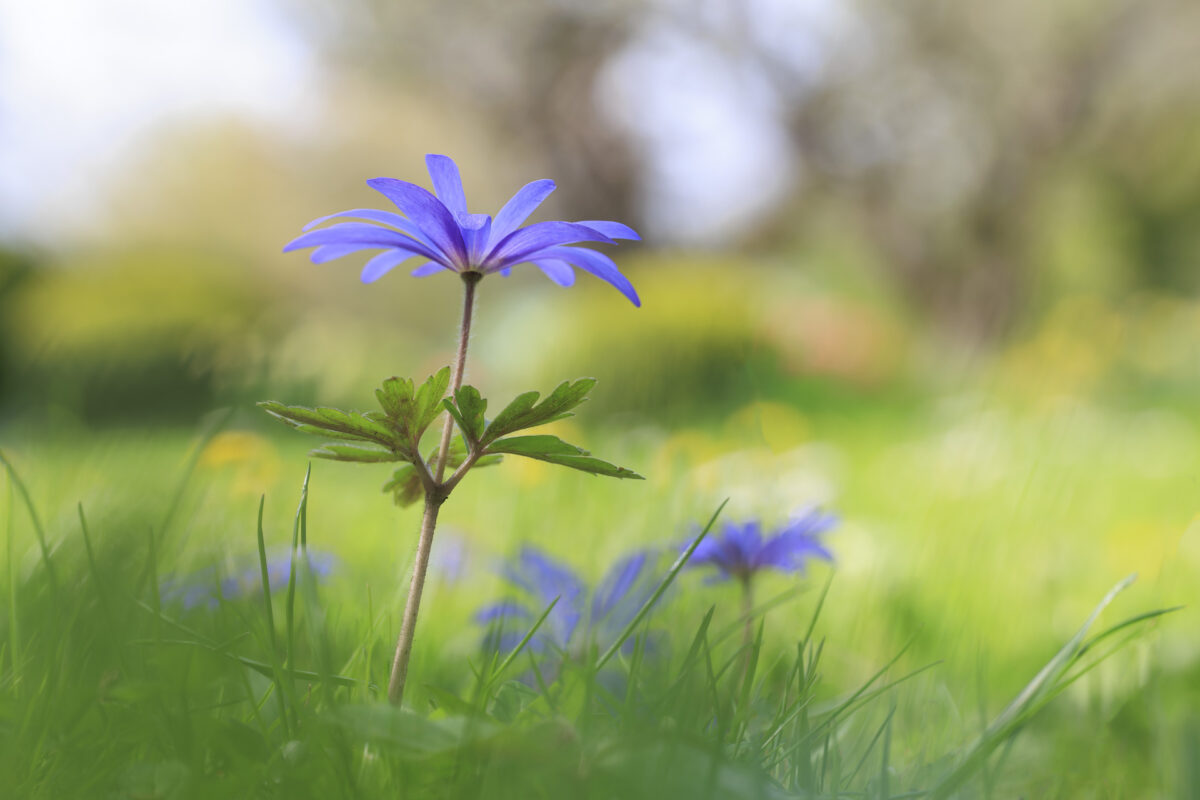 Photo: Fr&uuml;hlingsfreuden 2023