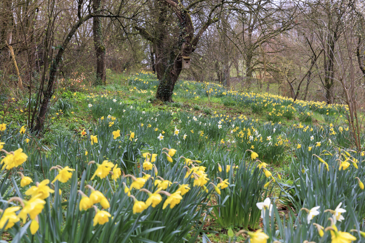 Photo: Fr&uuml;hlingsfreuden 2023