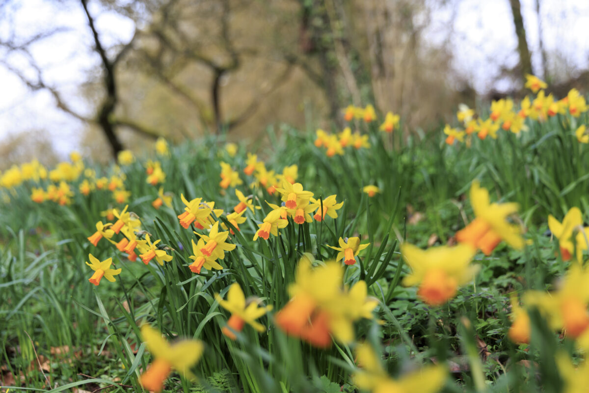 Photo: Fr&uuml;hlingsfreuden 2023