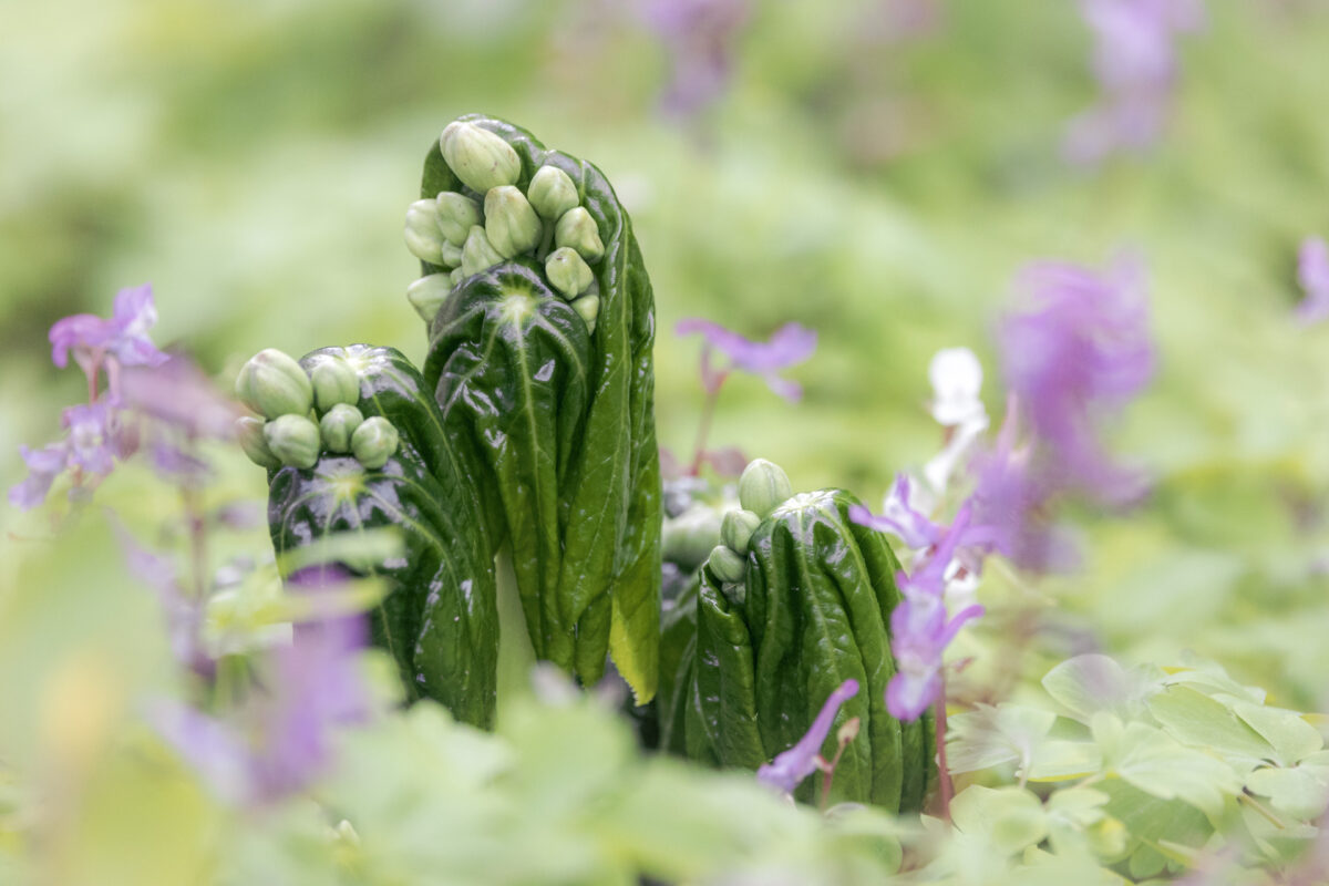 Photo: Fr&uuml;hlingsfreuden 2023