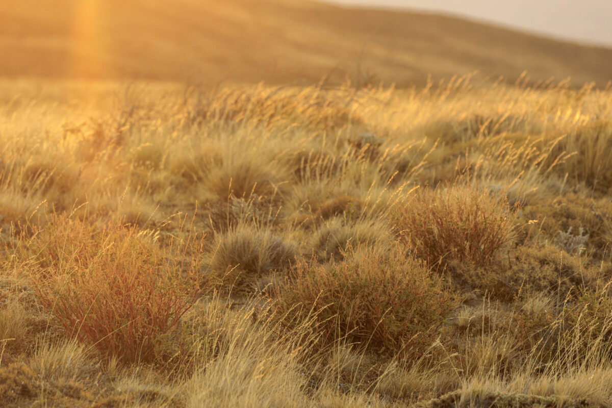 Bild: Patagonien 2023 - Argentinien Photo: Patagonien 2023 - Argentinien